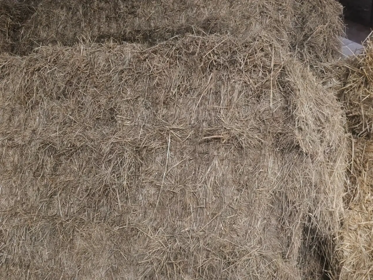 Billede 1 - Godt Hø fra 2025