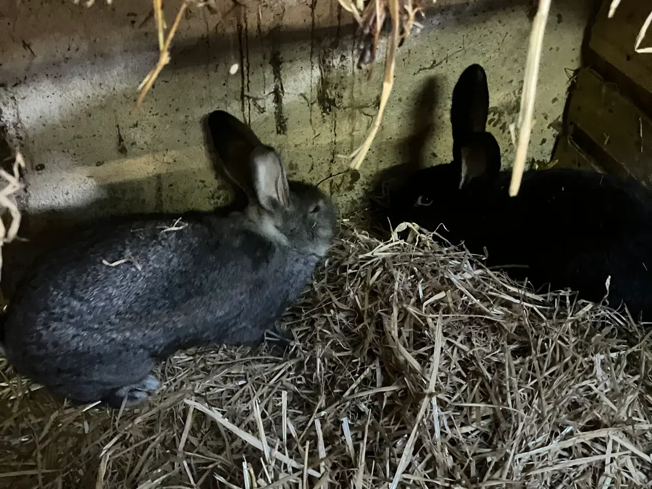 Billede 2 - Kaninenunger