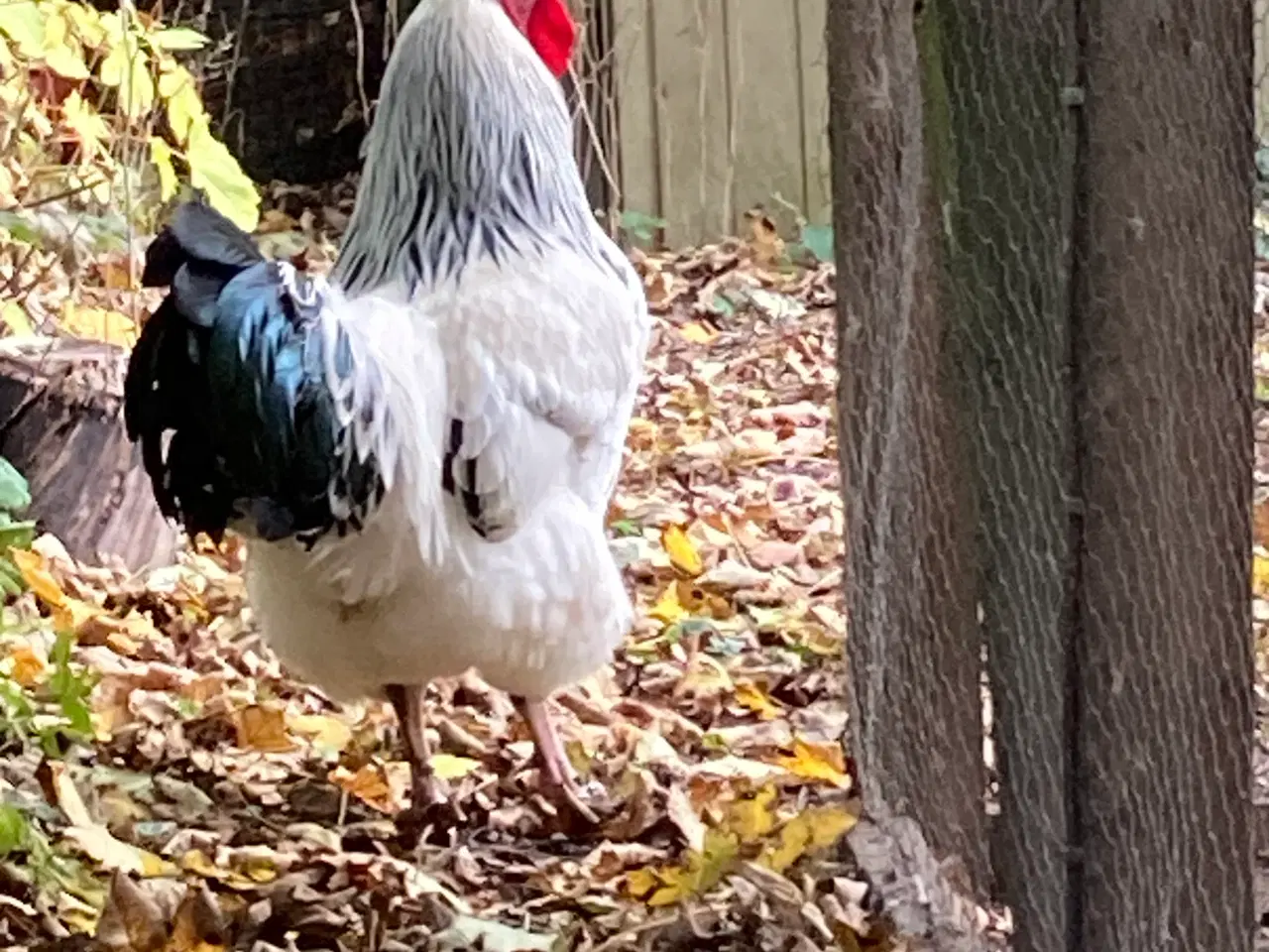 Billede 2 - Vi har for mange haner.