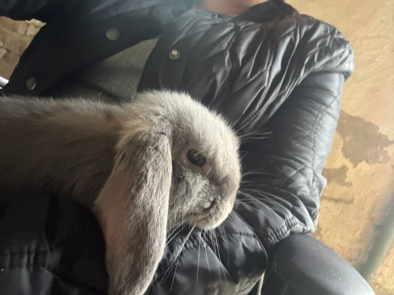 Billede 1 - Kanin minilop