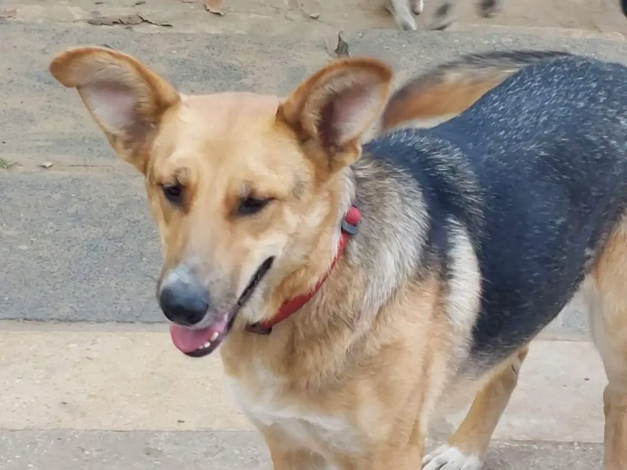 Billede 8 - Lillian søger sin hel egen familie