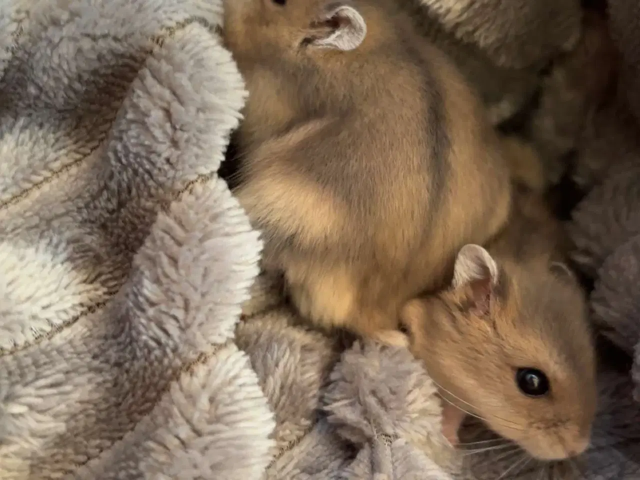 Billede 2 - Vinterhvide hamstere sælges