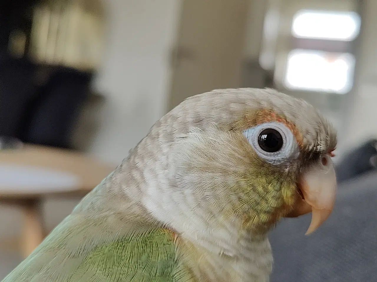 Billede 1 - Lille conure han sælges