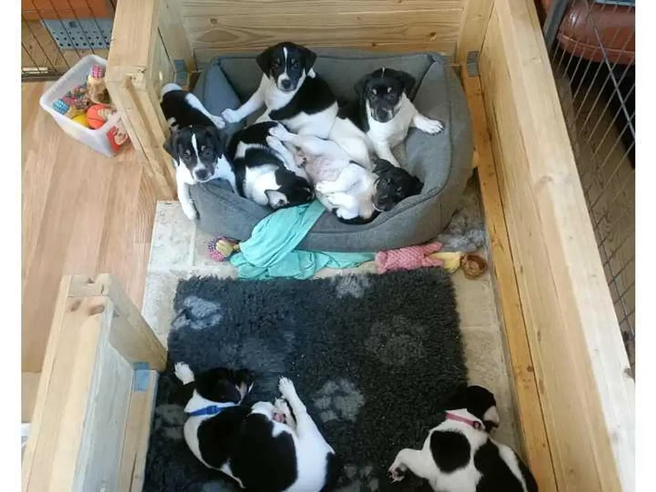 Billede 5 - Dansk svensk gårdhunde 