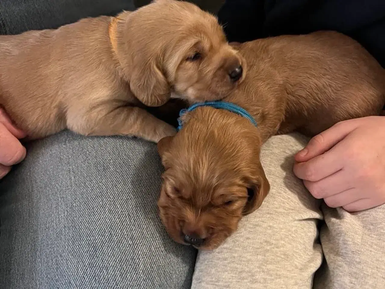 Billede 7 - Labradoodle/Cocker spaniel hvalp sælges