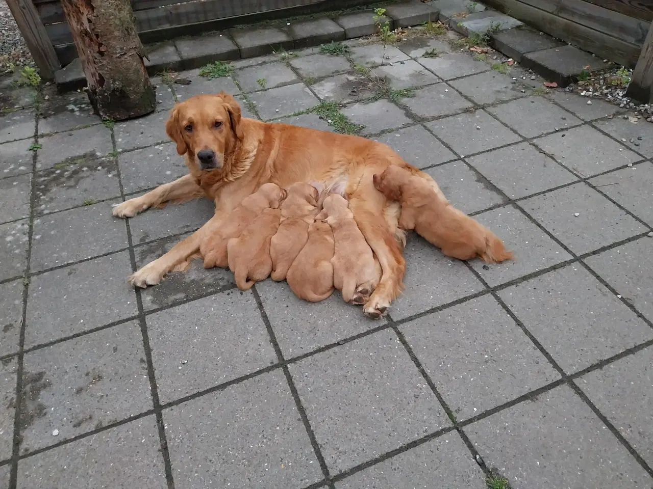 Billede 4 - Golden retriver hvalpe familie og jagthunde 