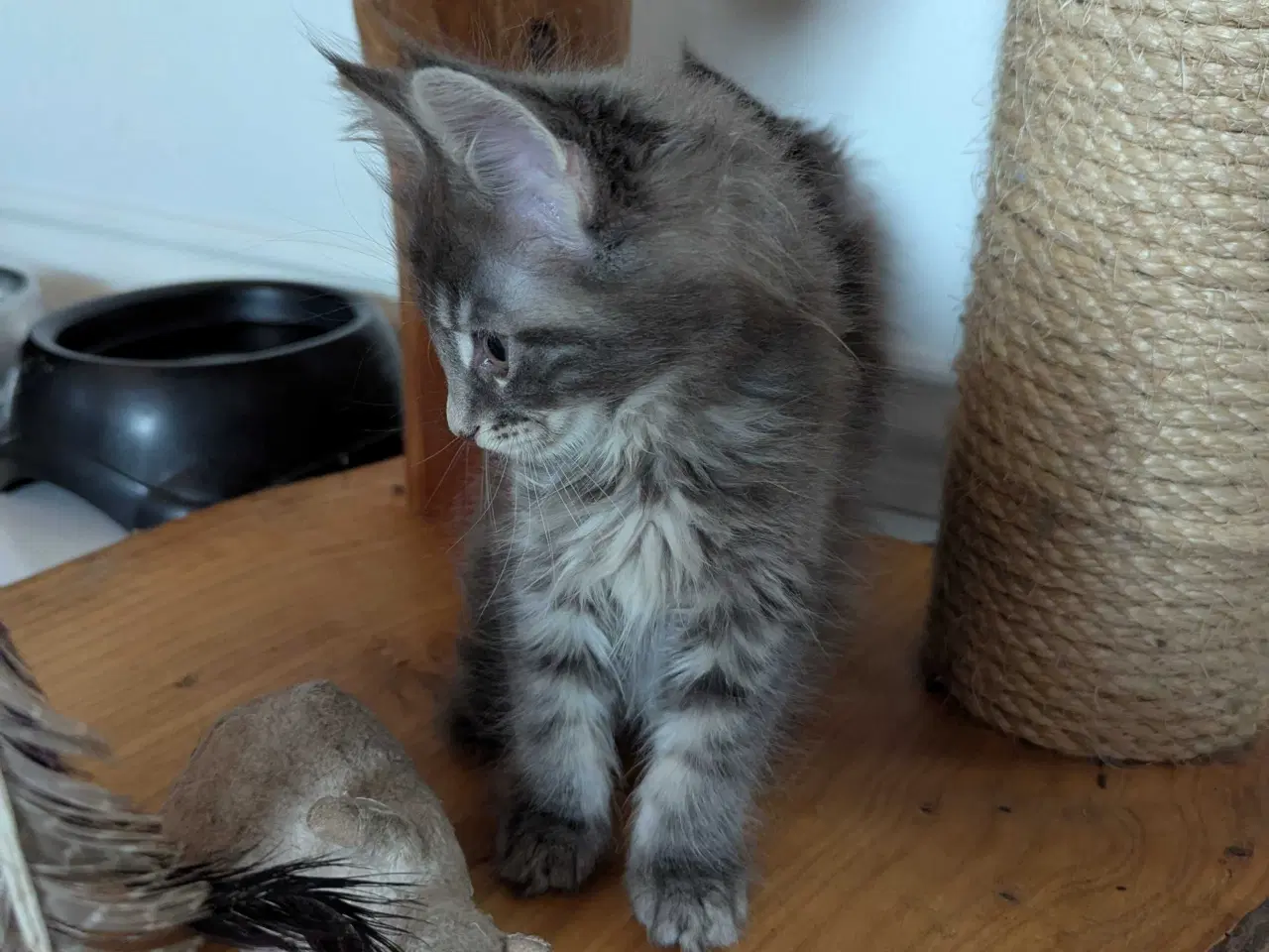 Billede 9 - Maine coon killinger med stambøger 