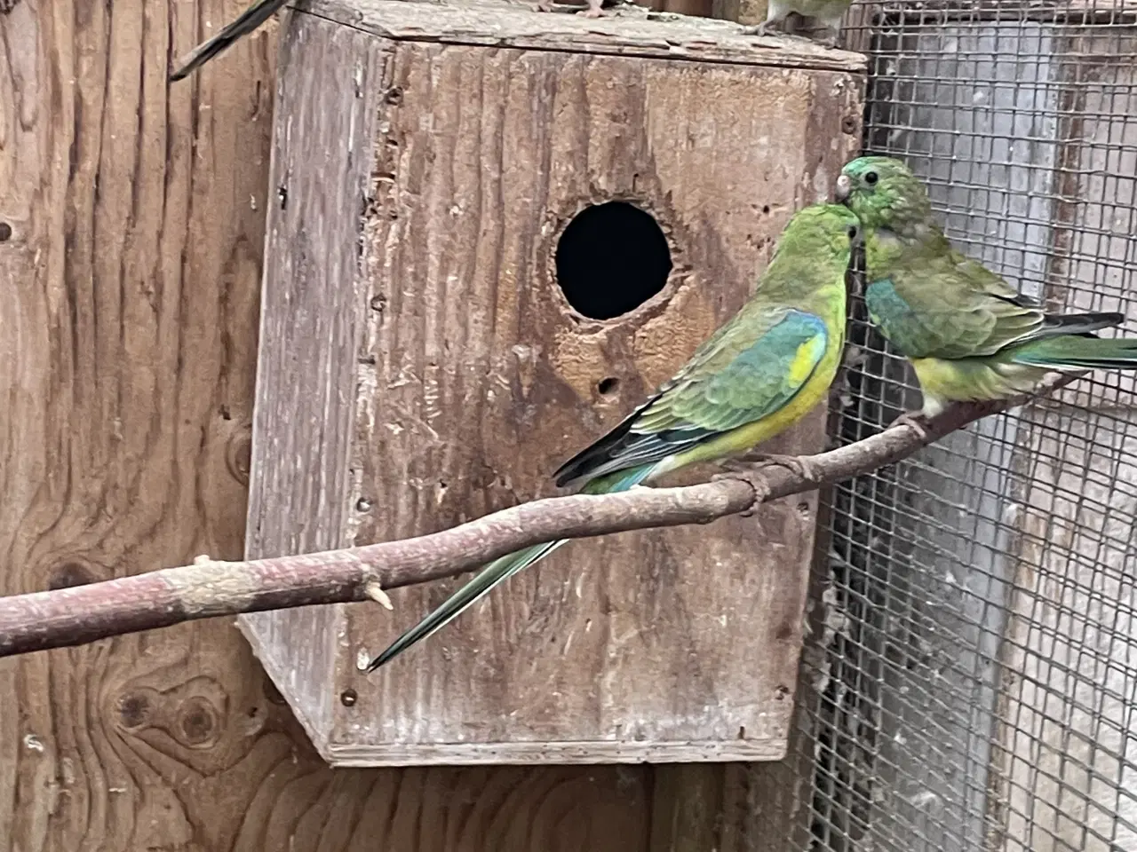 Billede 3 - Sangparakitter. 
