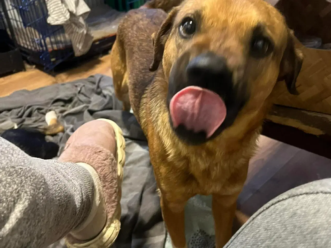 Billede 6 - Bertil med det skøre smil 🩷