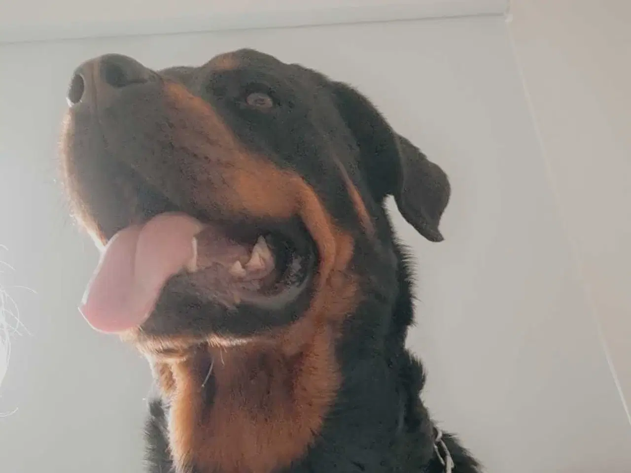 Billede 1 - Sød Rottweiler tæve