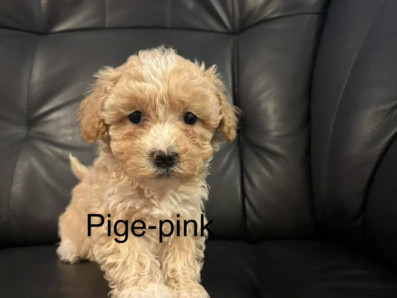 Billede 8 - Mini maltipoo 8 uger