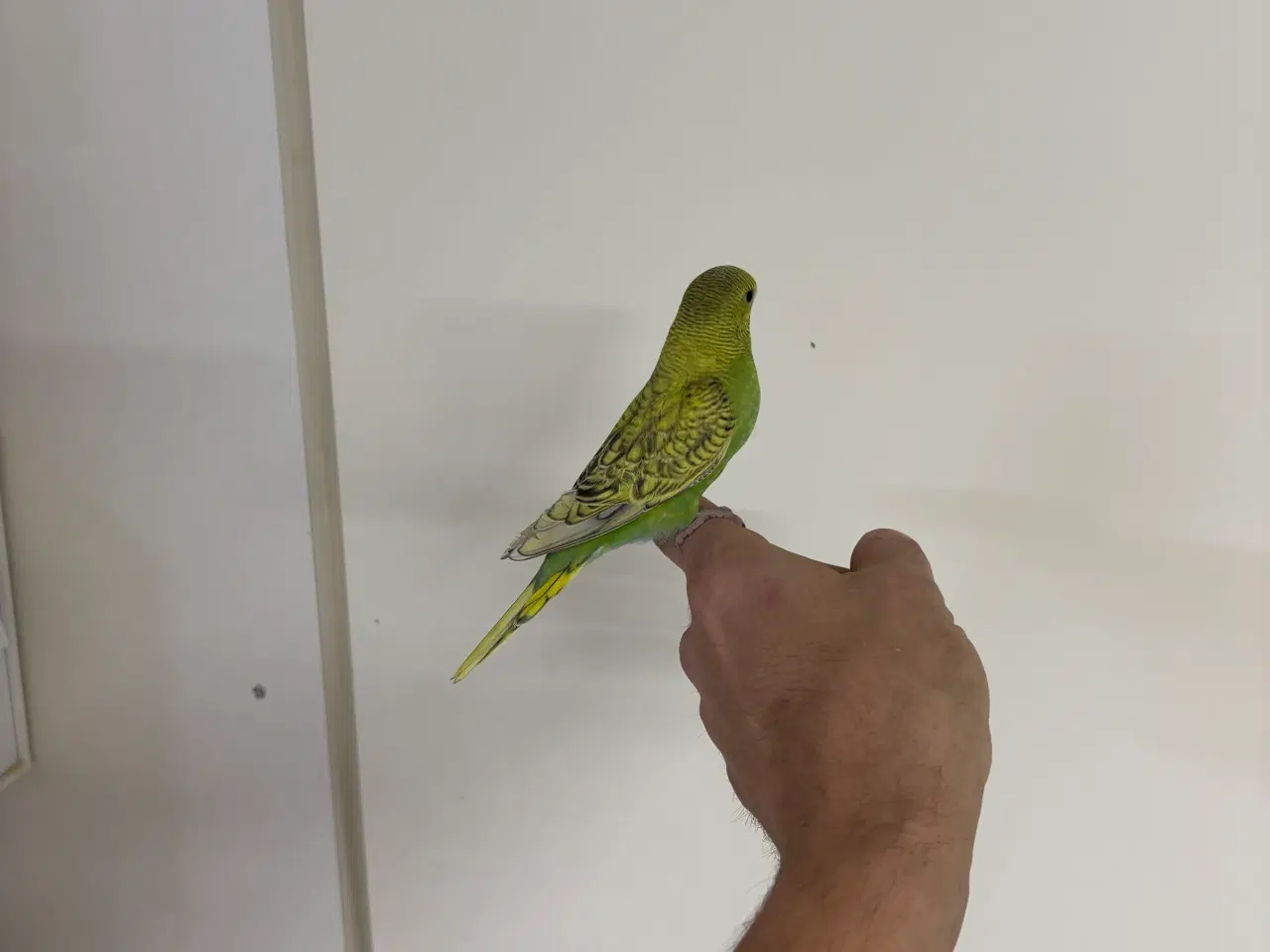 Billede 1 - Håndterede unger