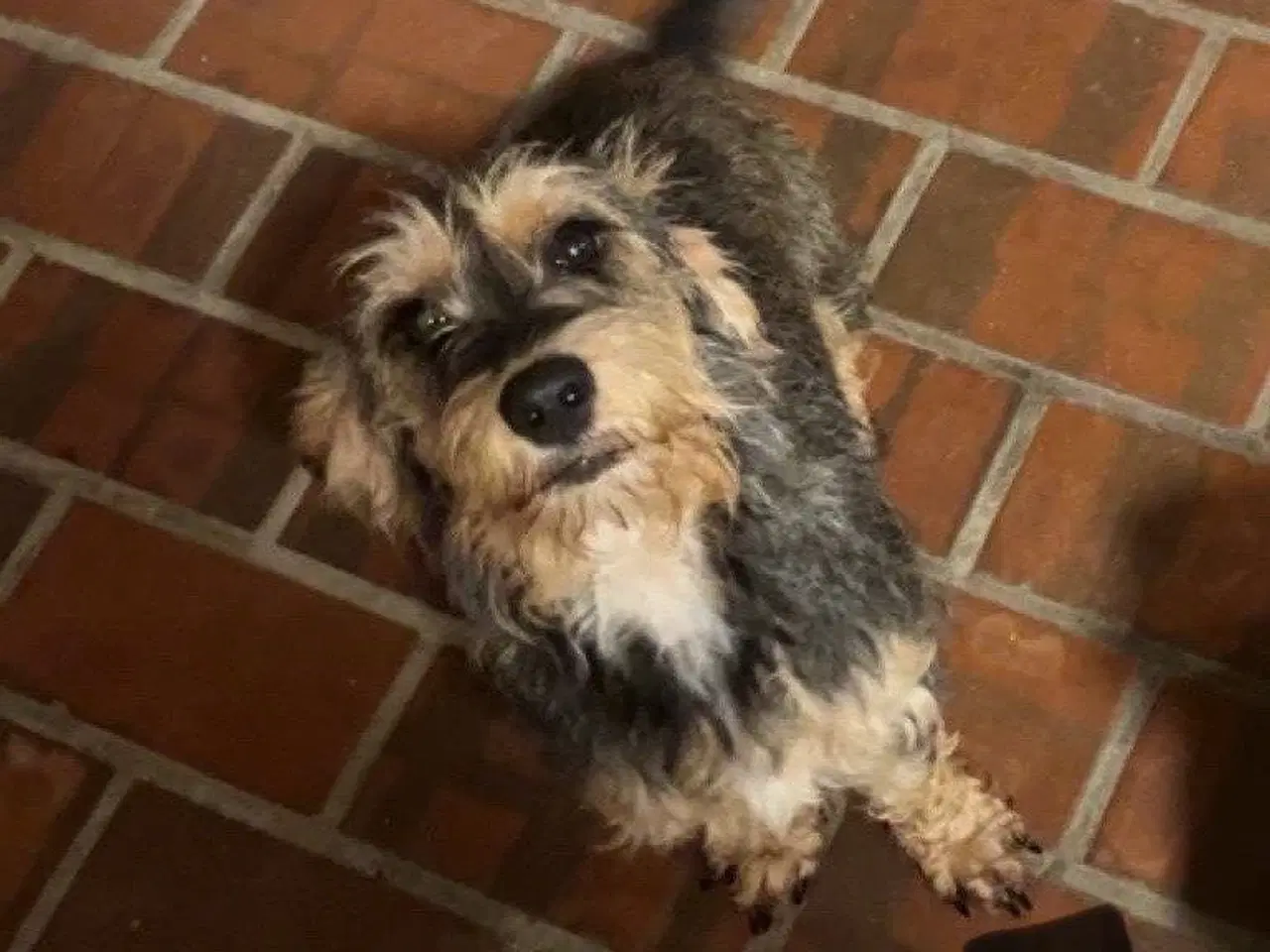 Billede 13 - Cocker spaniel - Blandings hvalpe 