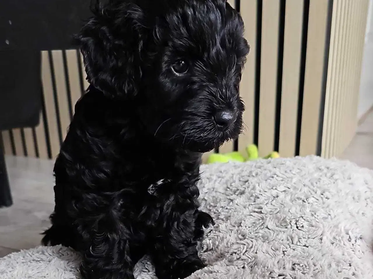 Billede 3 - Cavapoo f1b 