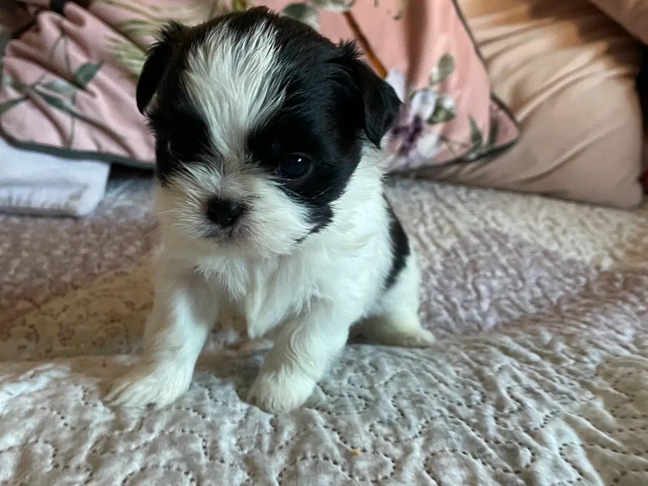 Billede 3 - Shih tzu blanding 