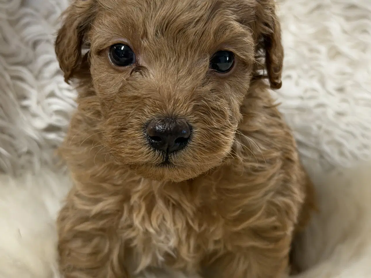 Billede 10 - Smukke mini Labradoodle ❤️🐾