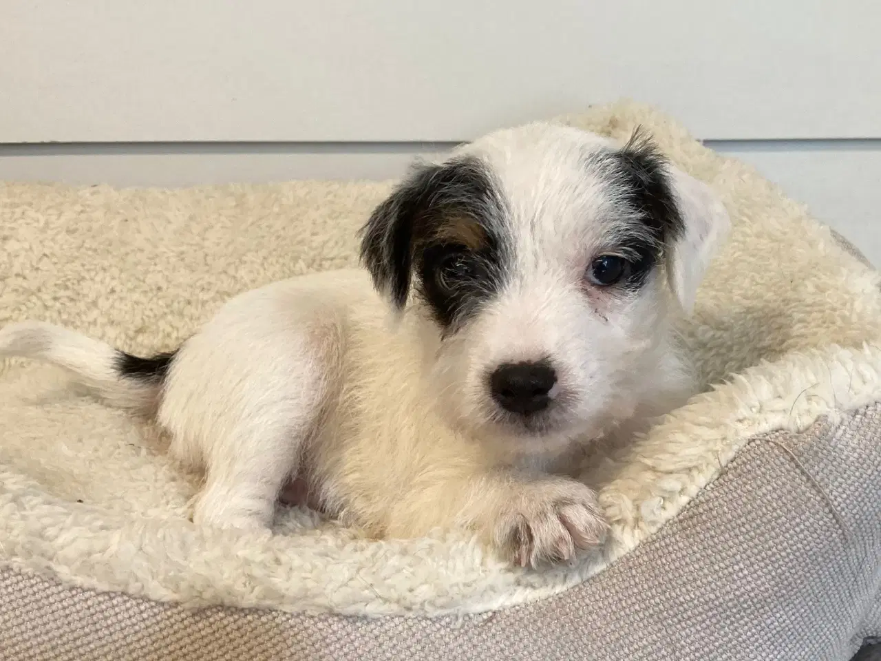 Billede 5 - Jack Russell terrier 