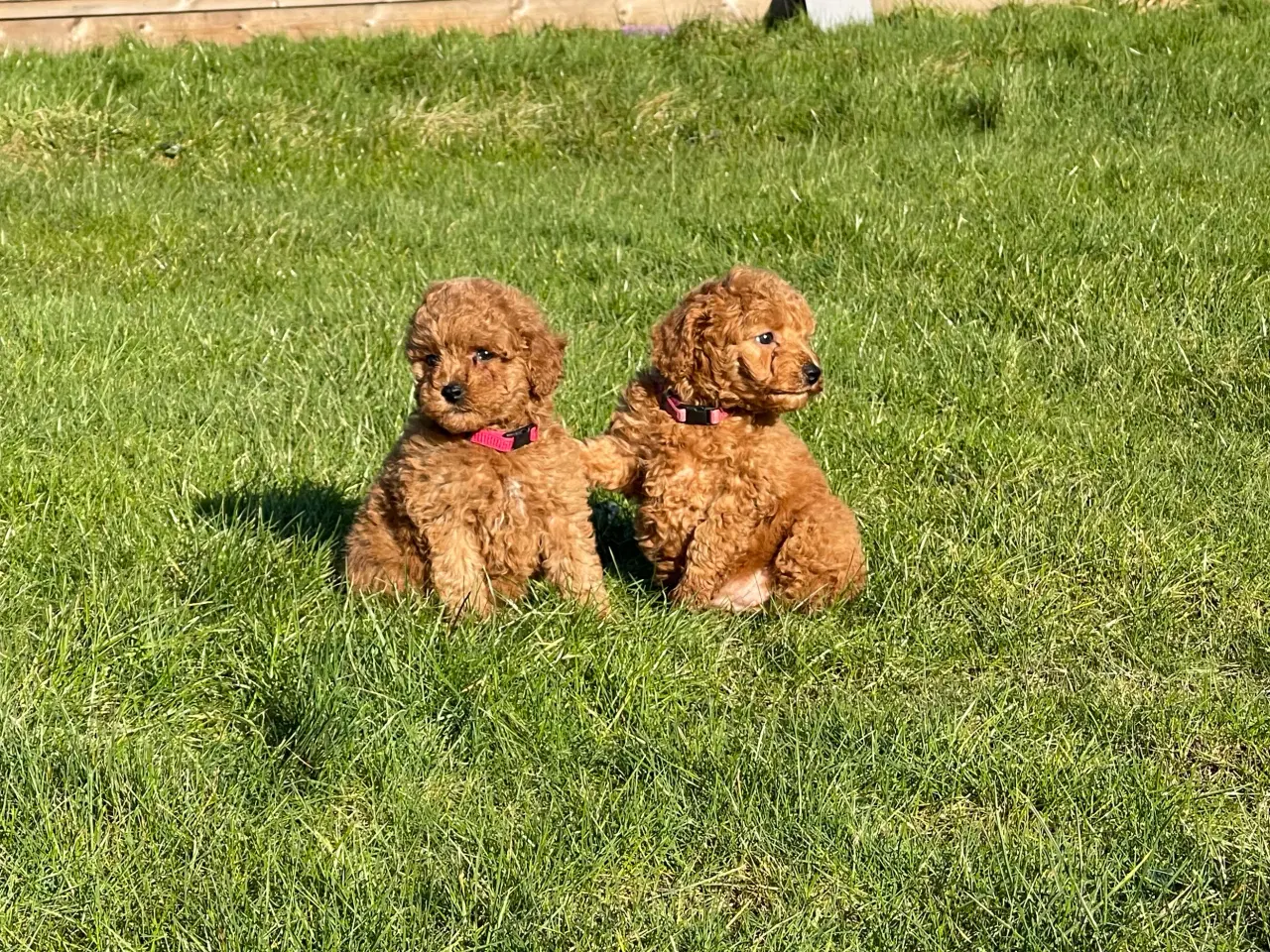 Billede 7 - Maltipoo hvalp Rejseklar 