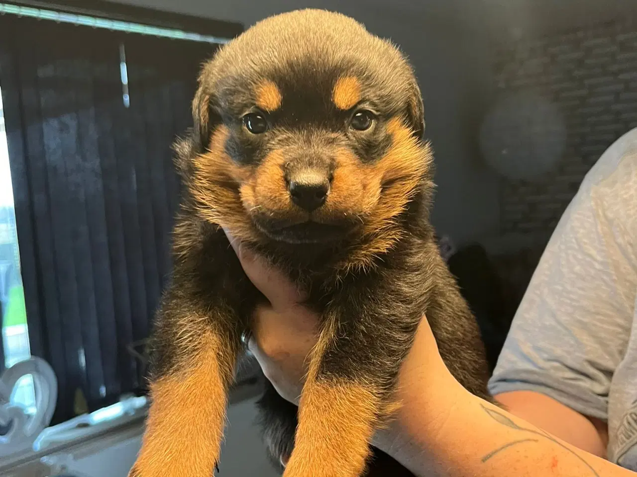 Billede 5 - Ægte Rottweiler