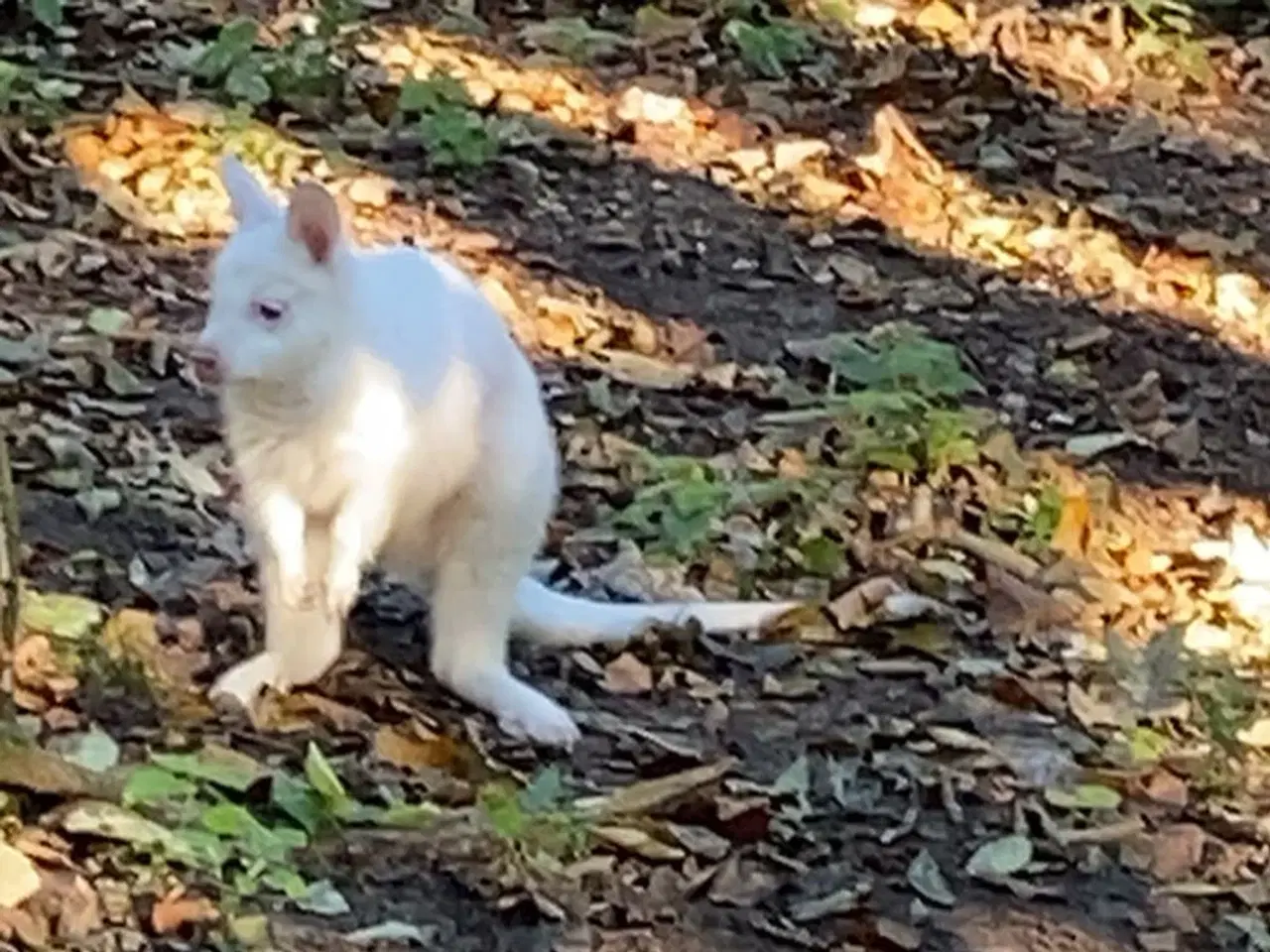 Billede 3 - Kænguro