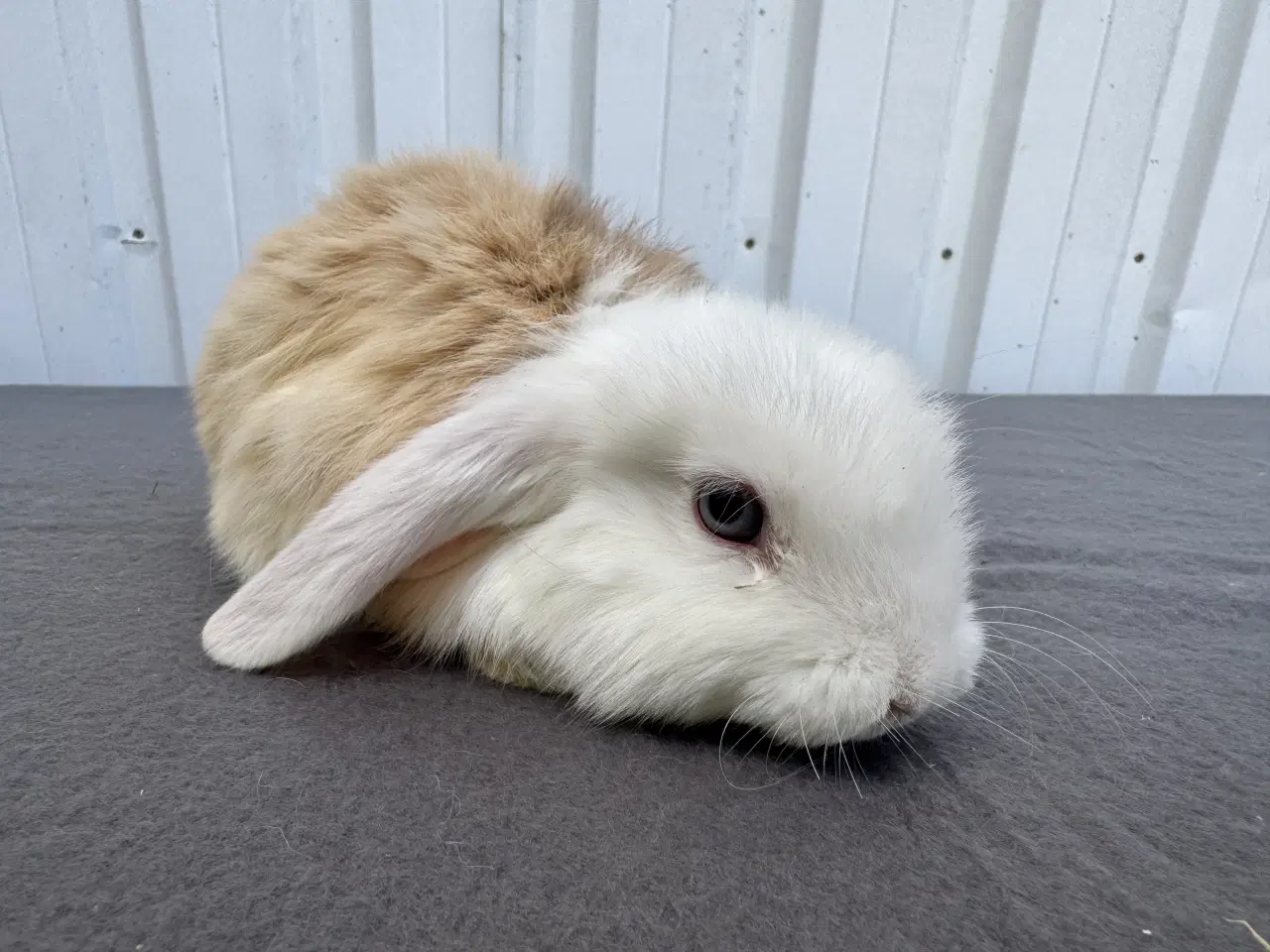 Billede 3 - 6 Dværgvædder hunner 🐰