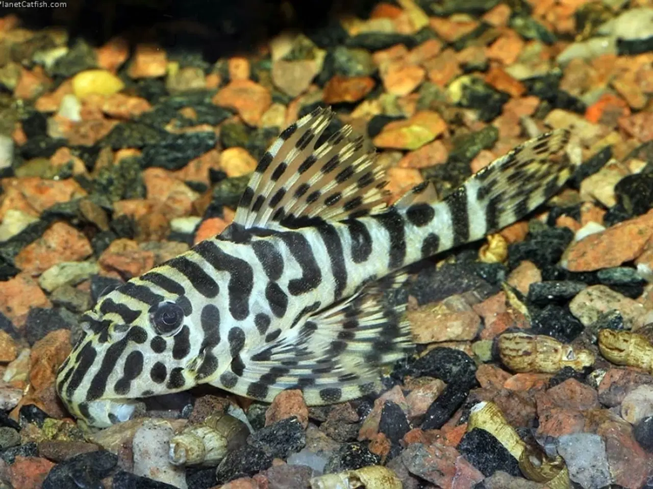 Billede 3 - Leopard Pleco, 6 stk.