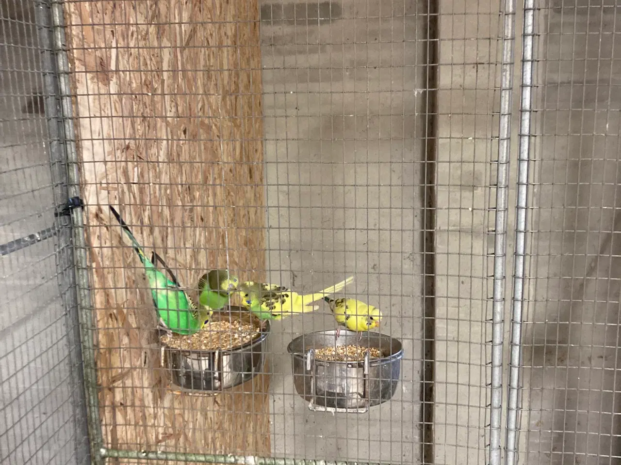 Billede 3 - Undulater unger 100krstk mange flotte