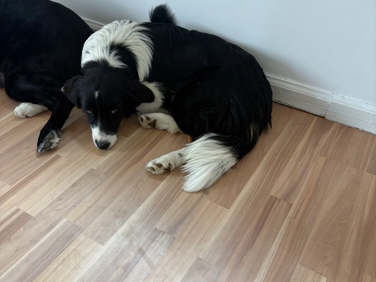 Billede 5 - Border collie