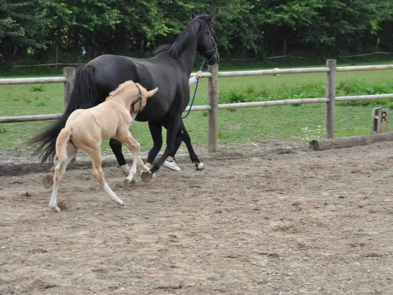 Billede 3 - Dejlig velgående palomino 