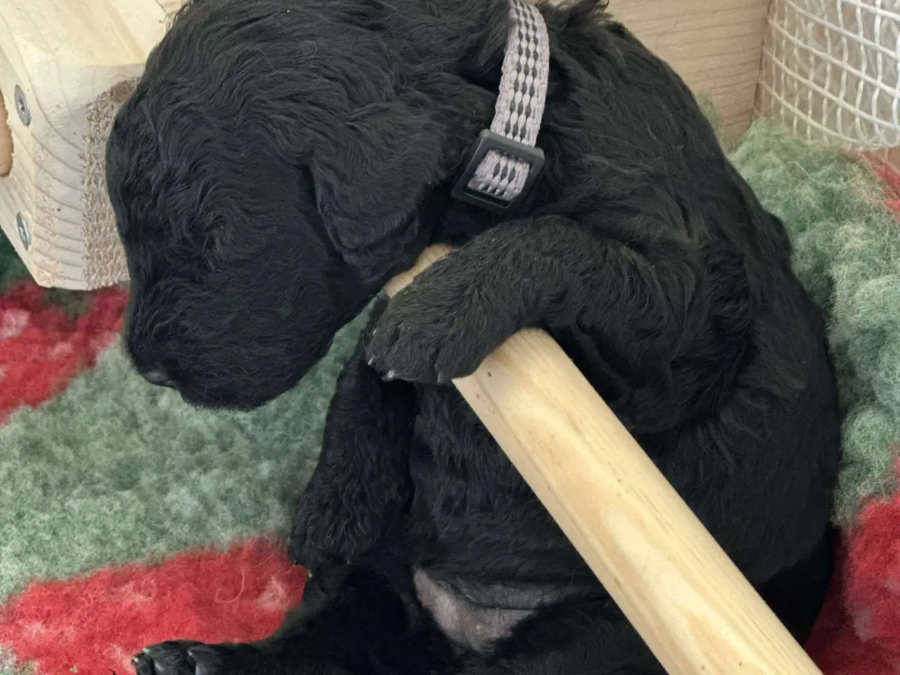 Billede 12 - Golden Doodle F1b hvalpe – klar til nye hjem i okt