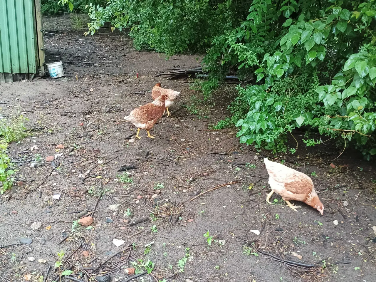 Billede 3 - Gode ægge lægger røde amerikaner 