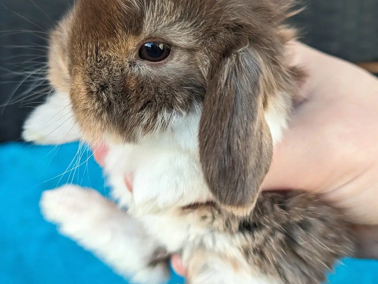 Billede 8 - Minilop kaninunge sælges