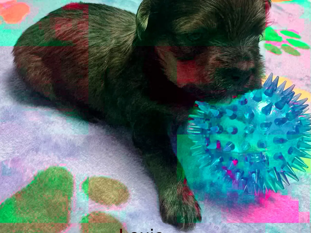 Billede 11 - Bichon havanaiser hvalpe med stamtavle 