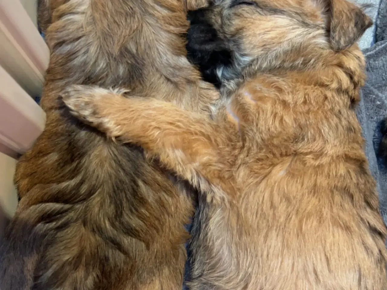 Billede 8 - Irish softcoated Wheaten terrier