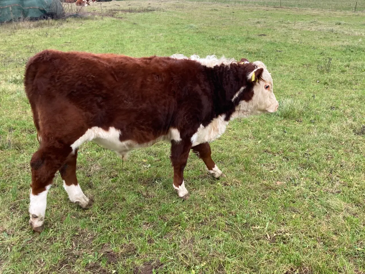 Billede 1 - Økologiske Hereford kalve sælges.