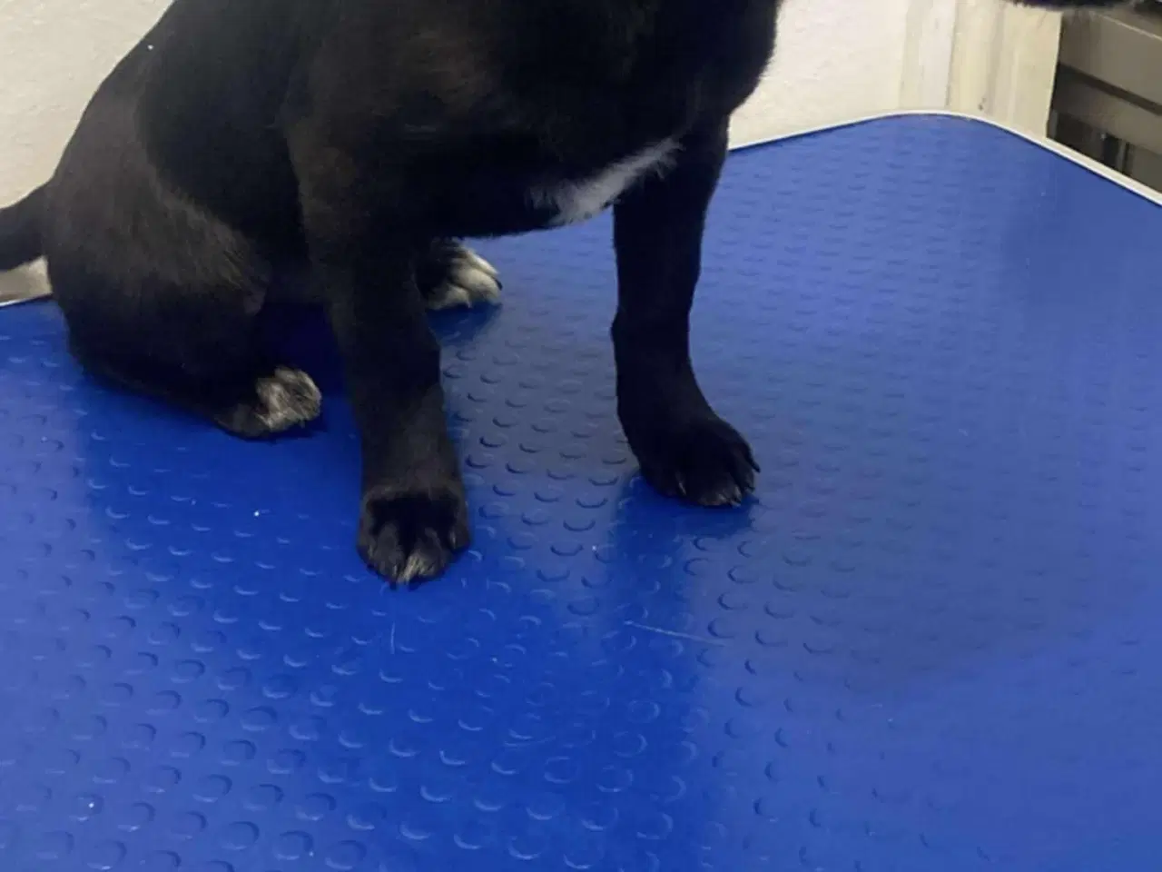 Billede 2 - Smukkeste Chica søger sit eget hjem