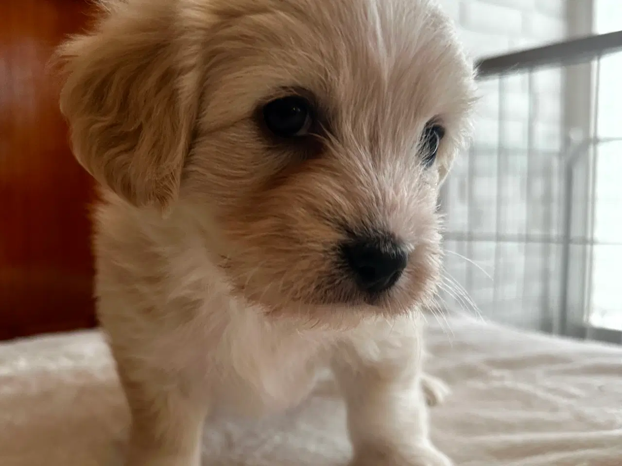 Billede 1 - Coton de Tulear blanding 