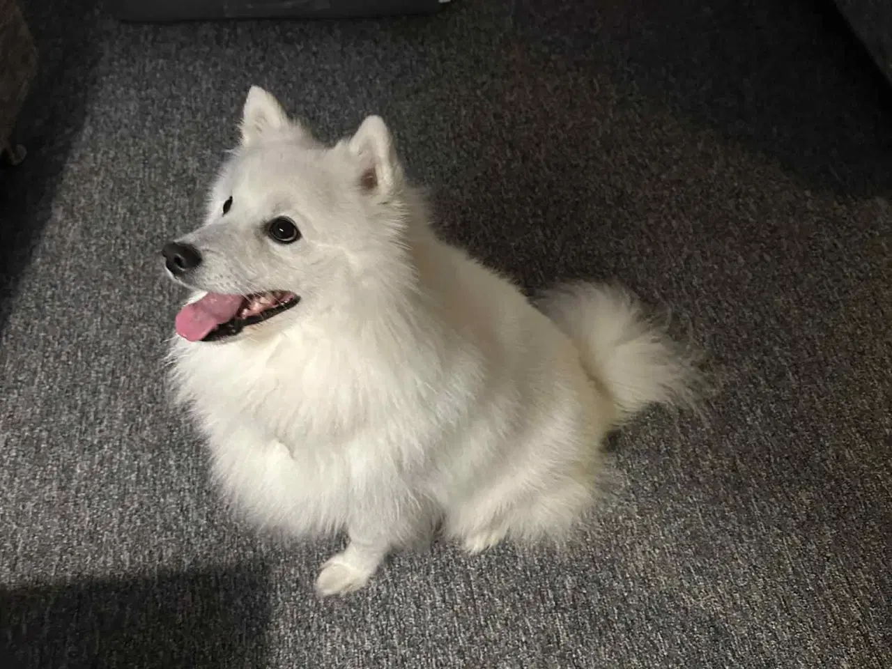 Billede 6 -  japansk spids