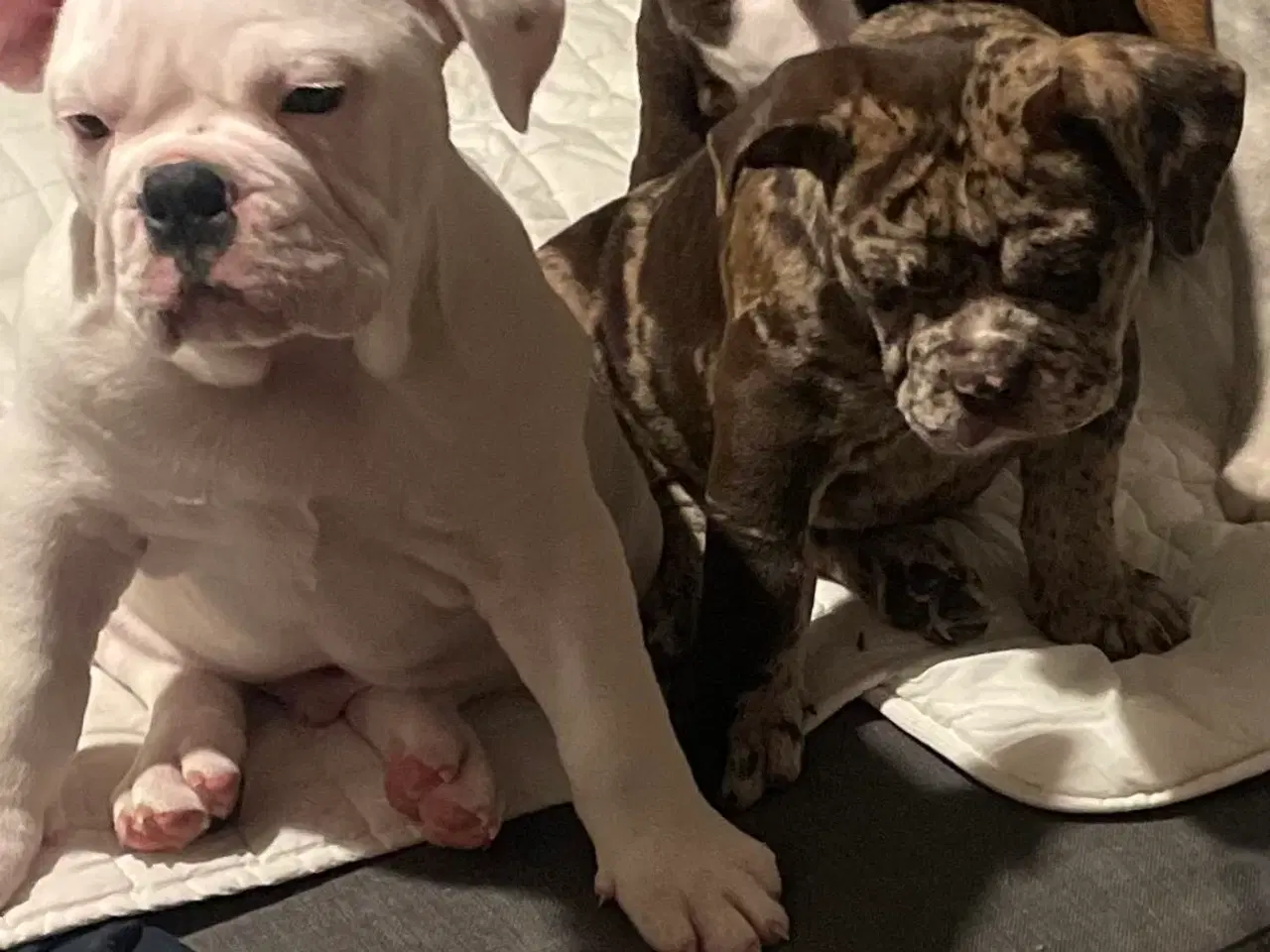 Billede 10 - Olde English bulldog 6 mdr