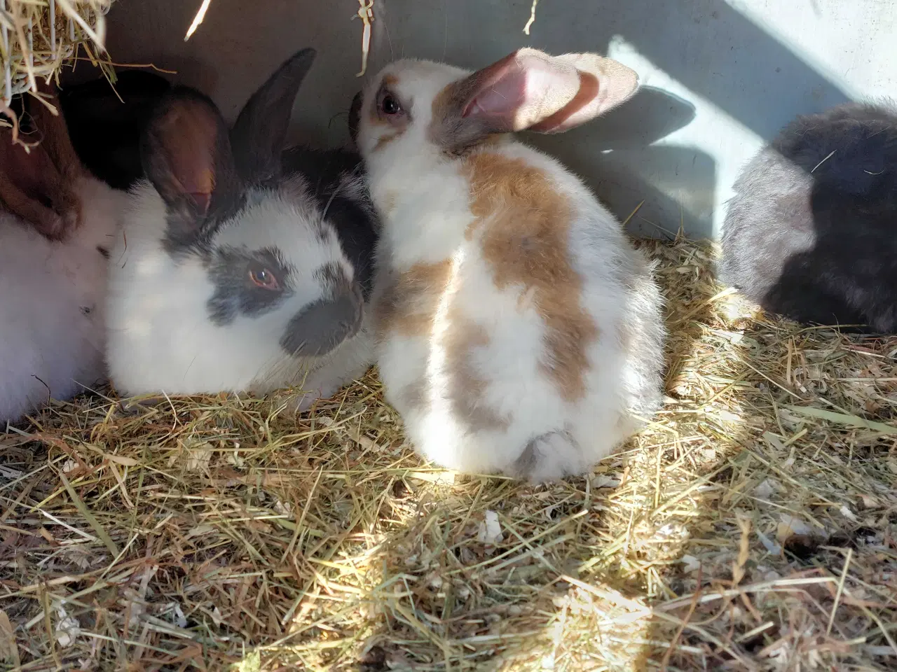 Billede 2 - Kanin til salg 