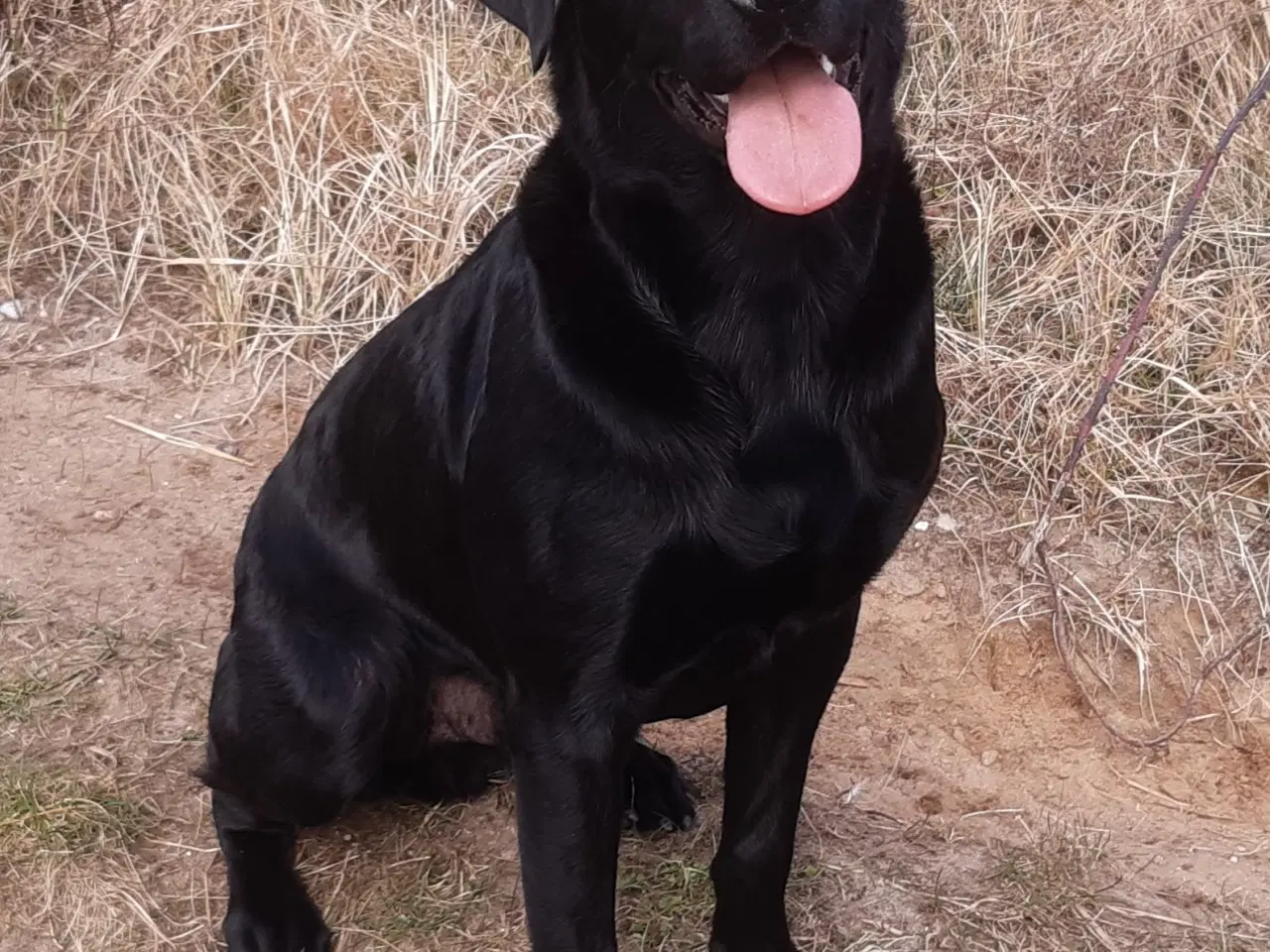 Billede 1 - Lækker, samarbejdsvillig han til jagt og prøver