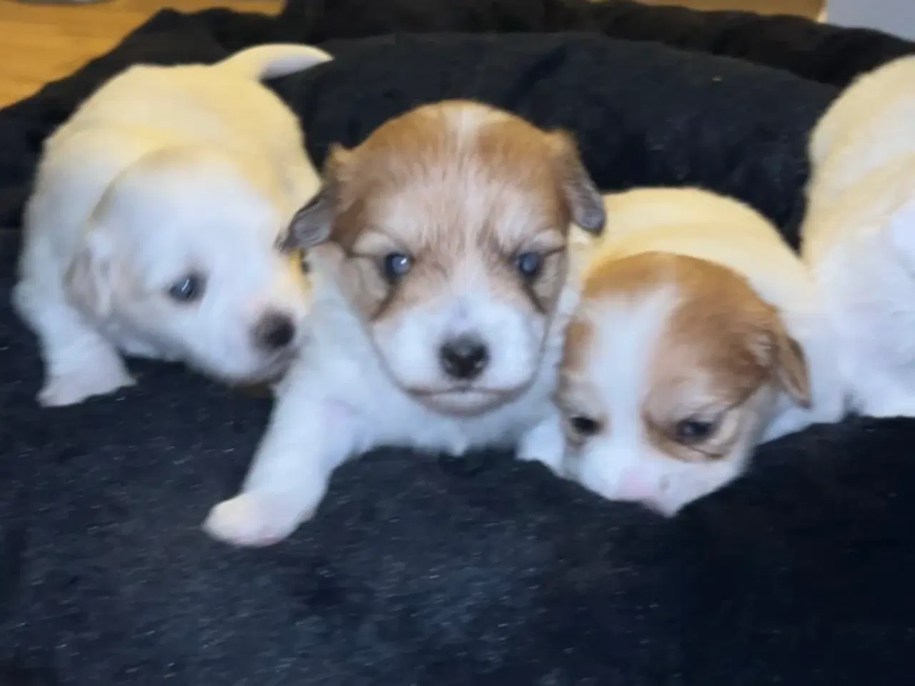 Billede 3 - Coton de tulear med basis plus stamtavle