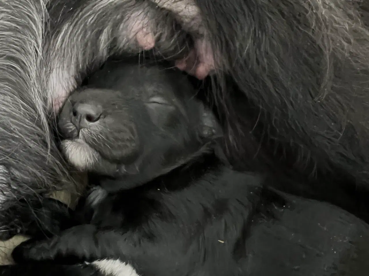 Billede 4 - Dværgpuddel blanding, foxpuddel, hvalpe