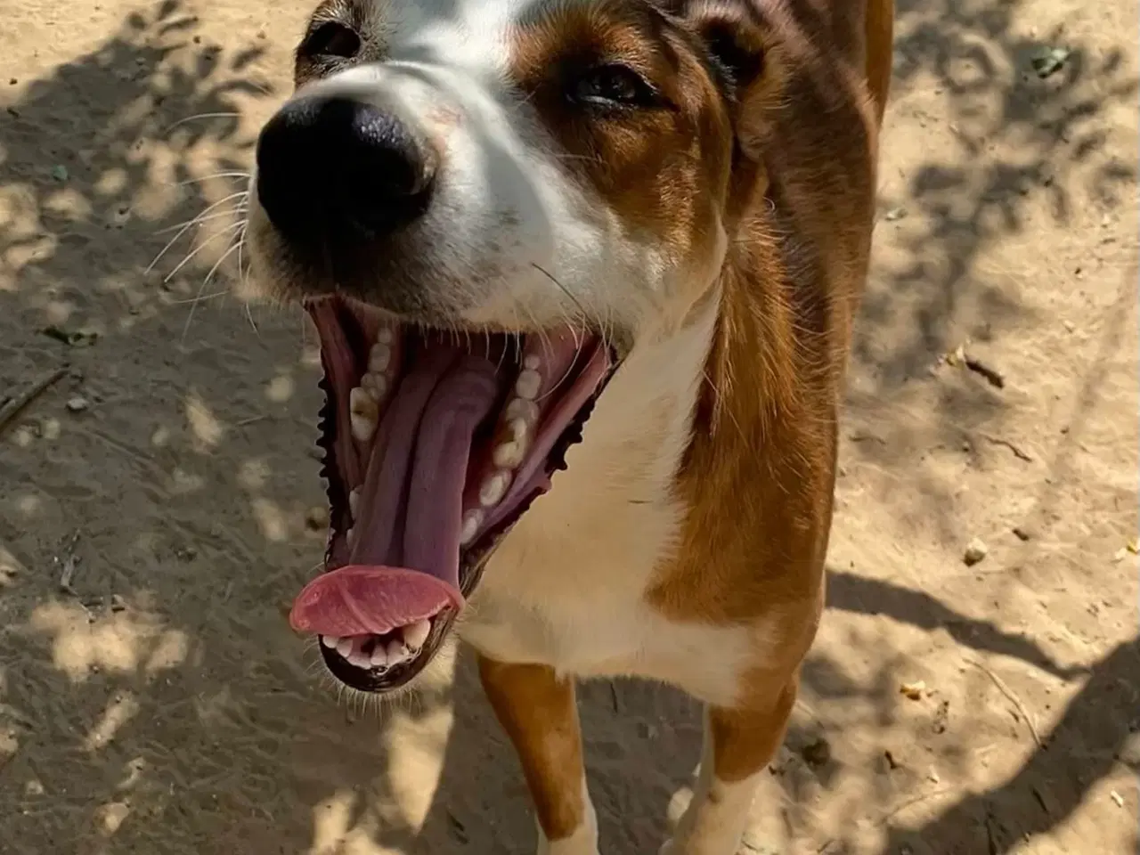 Billede 2 - Henry - med det smukke smil 💙