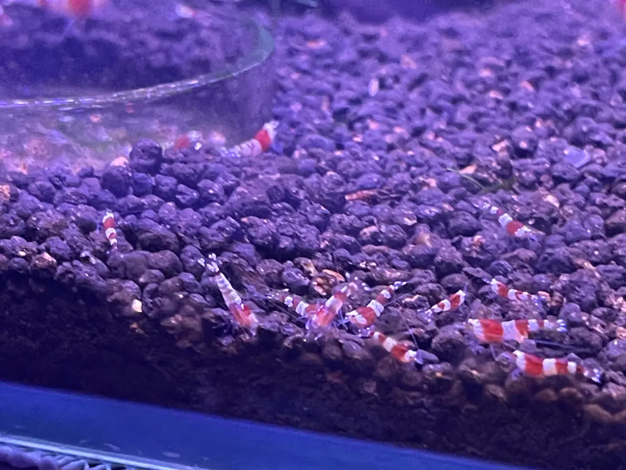 Billede 3 - Caridina Red Crystal