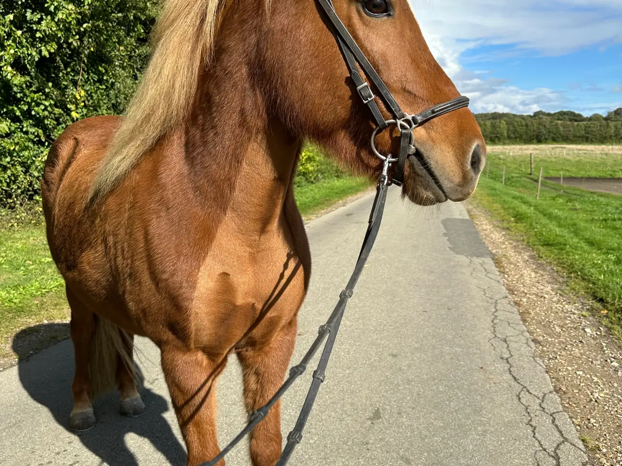 Billede 1 - Sød og rar töltmaskine sælges!