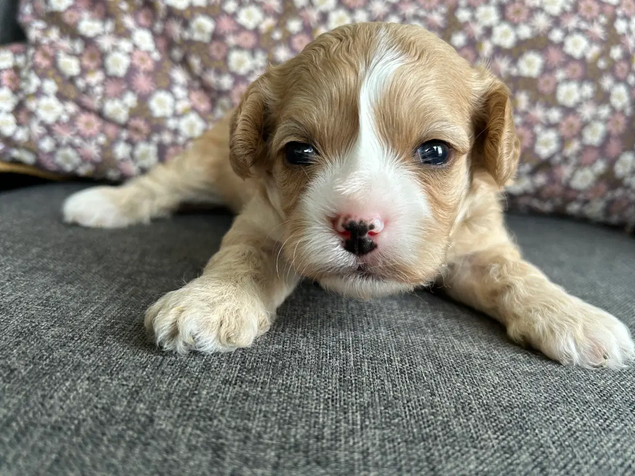 Billede 6 - Cavapoo med et twist af fransk bulldog 