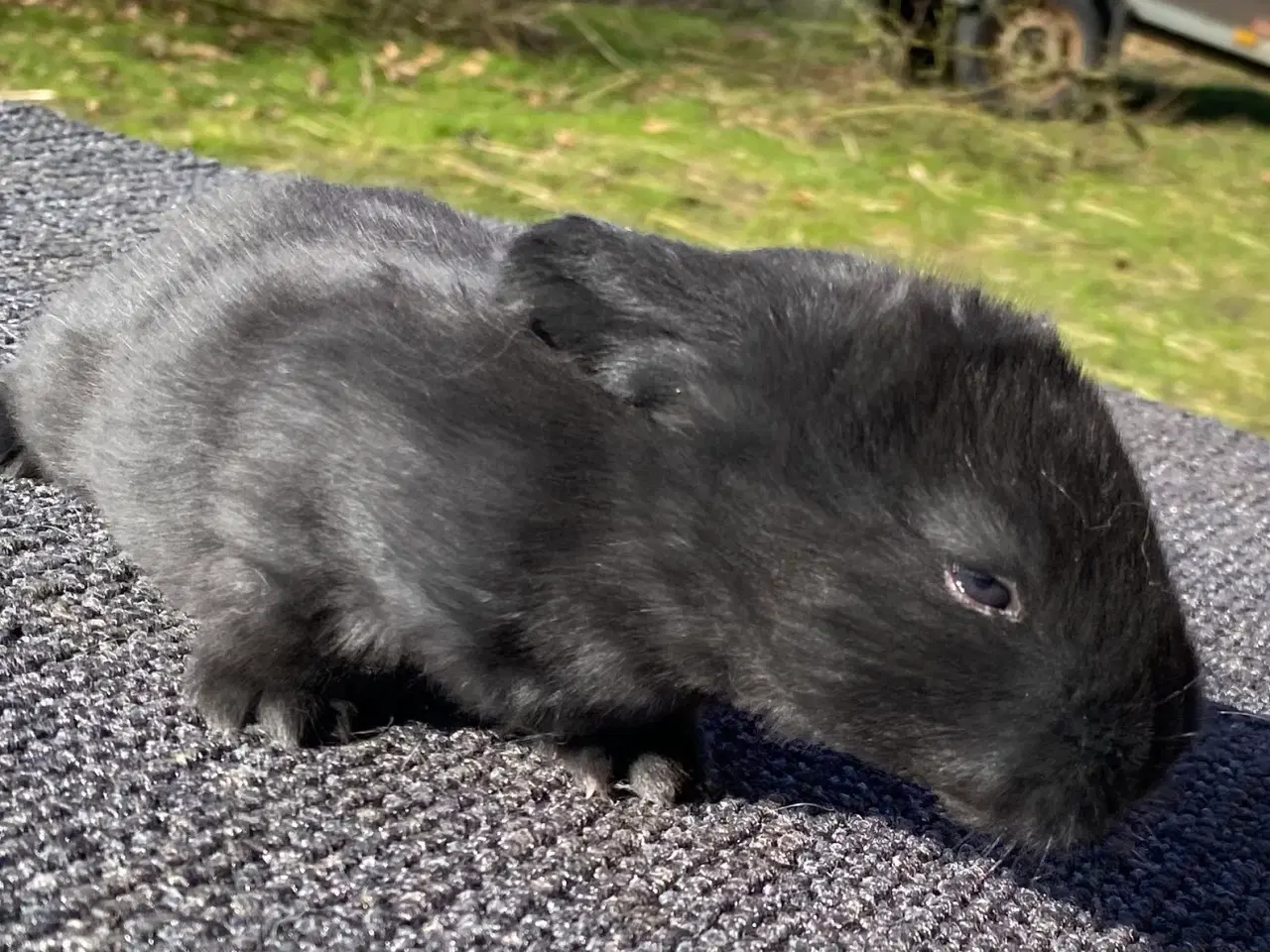 Billede 5 - FRANSK VÆDDER HAN SORT