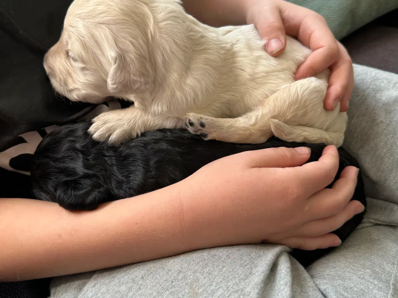Billede 5 - Goldendoodles hvalpe 