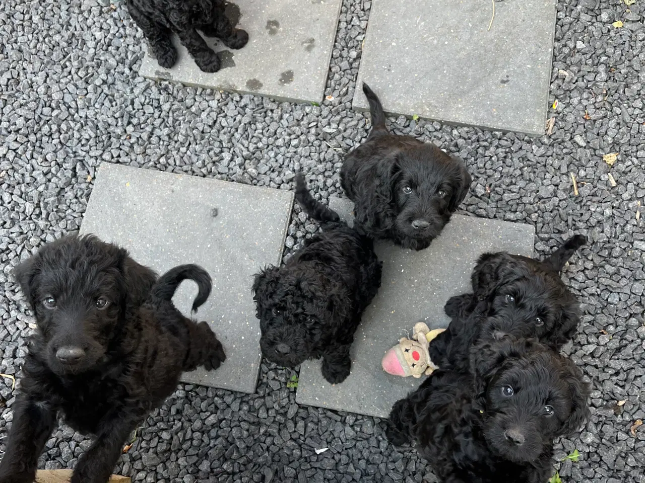 Billede 4 - Skønne labradoodle-hvalpe sælges